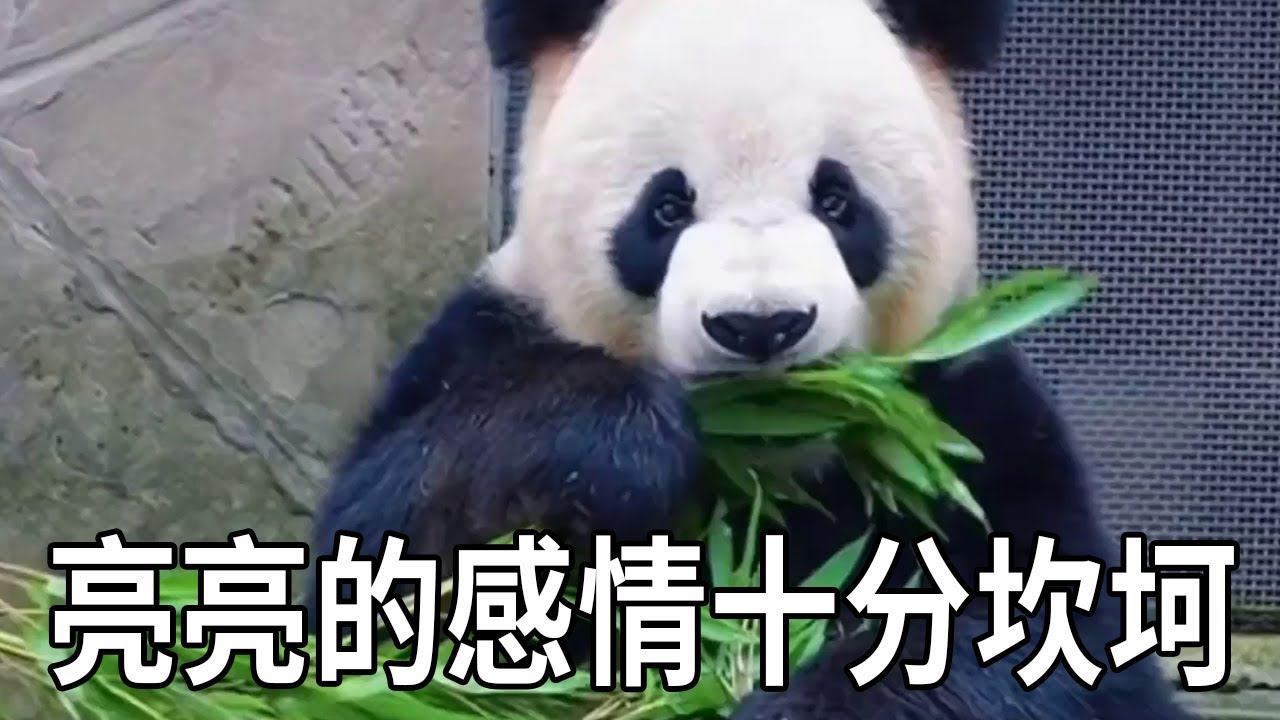 亮亮的感情之路是在太坎坷了，年轻漂亮的小姑娘看不起喜欢皇太后，却不料皇太后压根不喜欢亮亮，亮亮就此封心绝爱了！【你好大熊猫】