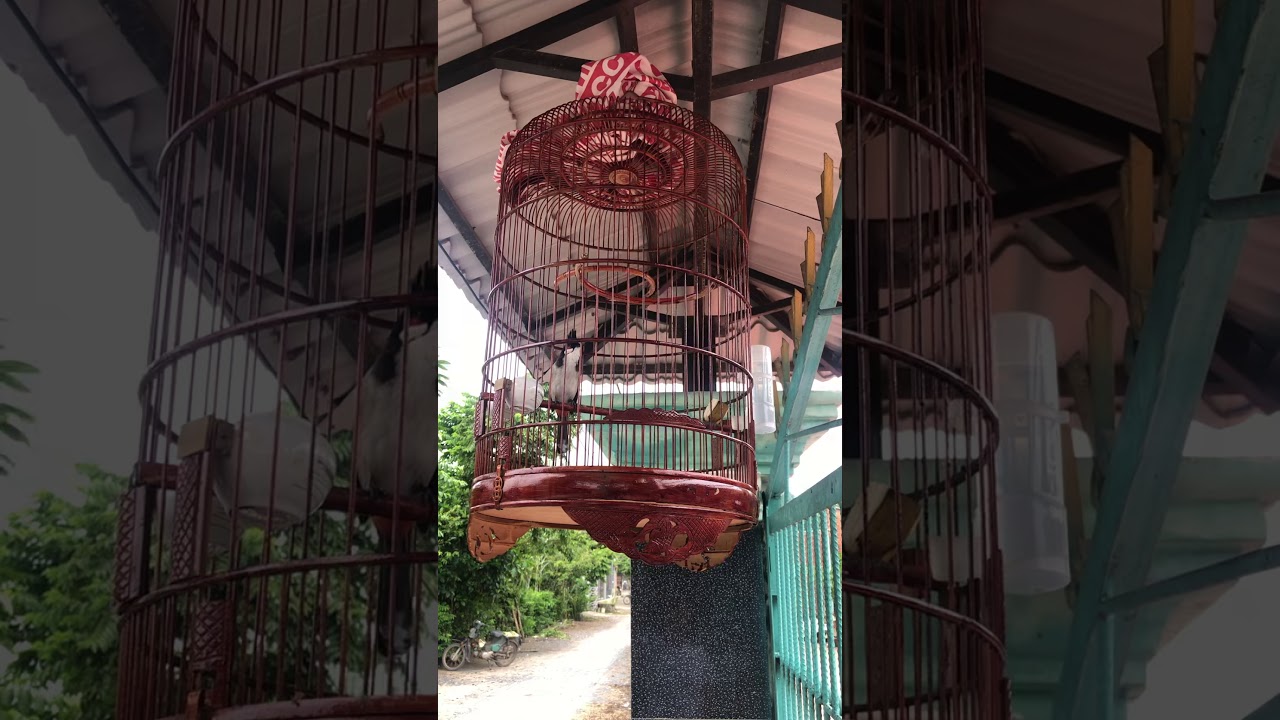 Giọng ch&agrave;o m&agrave;o t&acirc;n ch&acirc;u t&acirc;y ninh