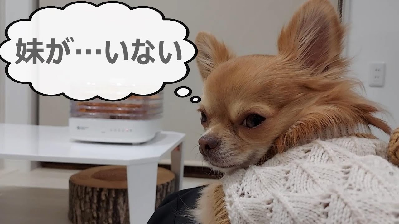 実はくまる…入院しています😢チワワの意外な行動に涙