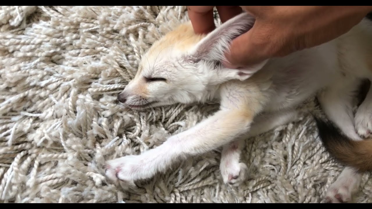 LIVING WITH A FOX | PET FENNEC FOX