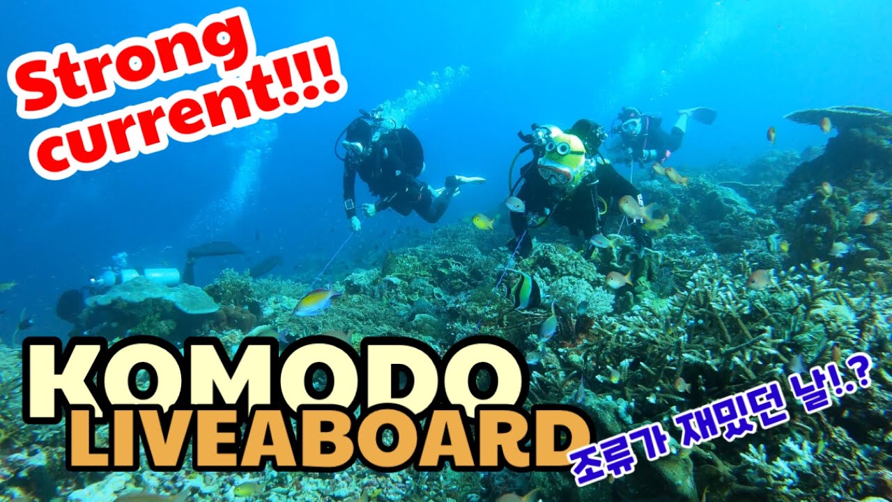 코모도 리브어보드 이틀째  #komodo #liveaboard #scubadiving