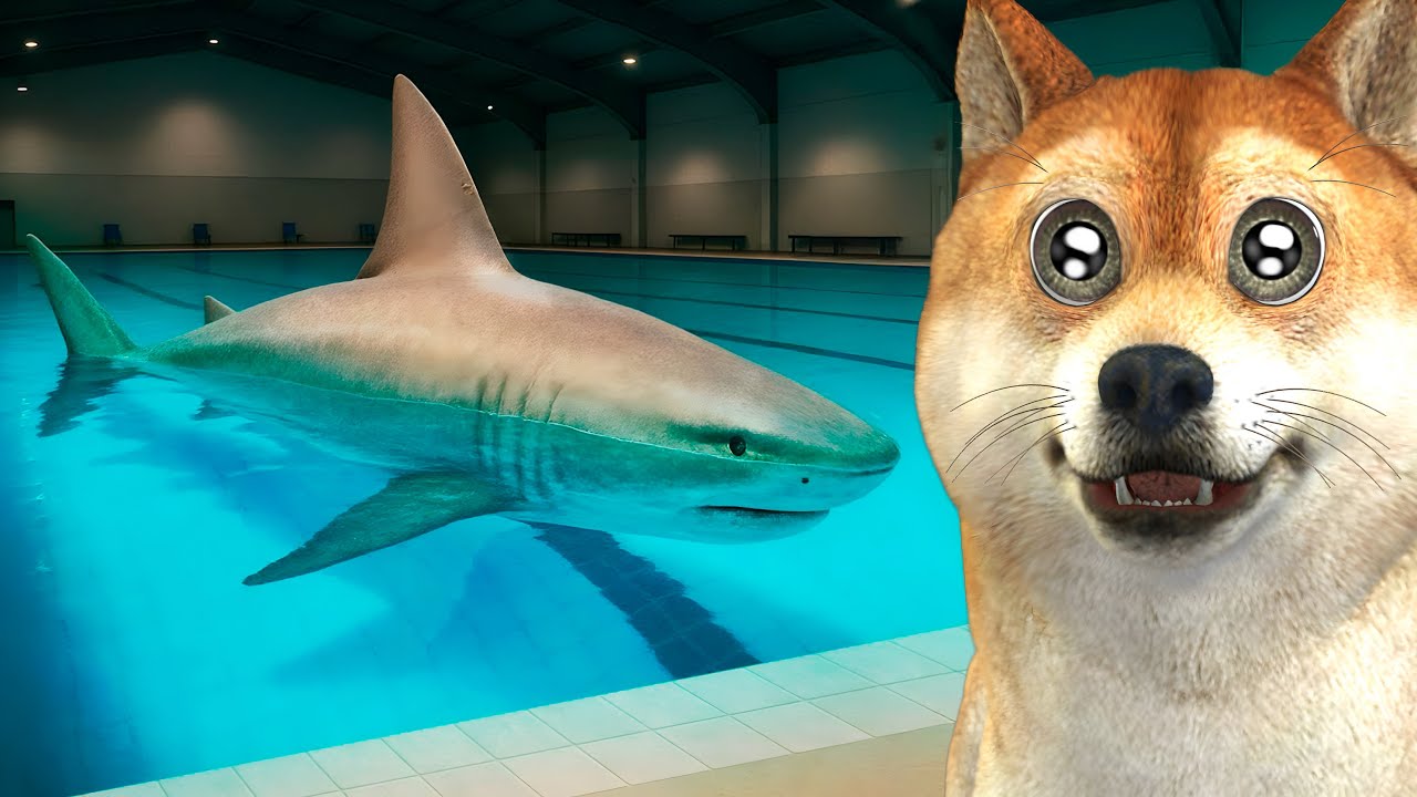 Tem um tubarão na minha piscina...