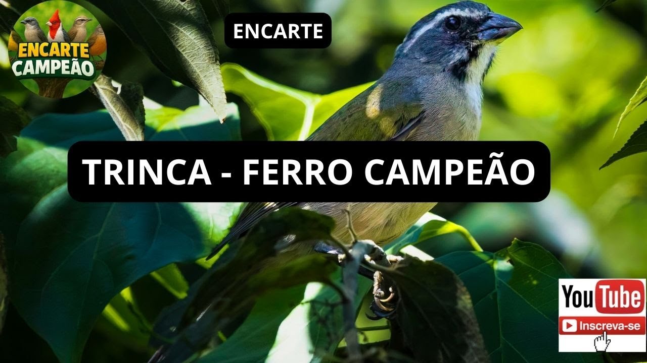 TRINCA  FERRO ENCARTE CAMPEÃO TREINE  SEU PASSARO