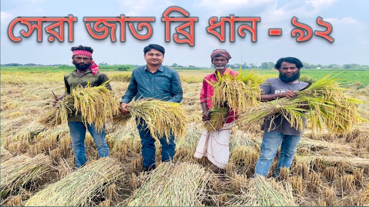 ব্রি ধান -৯২ সেরা একটি ধানের জাত।