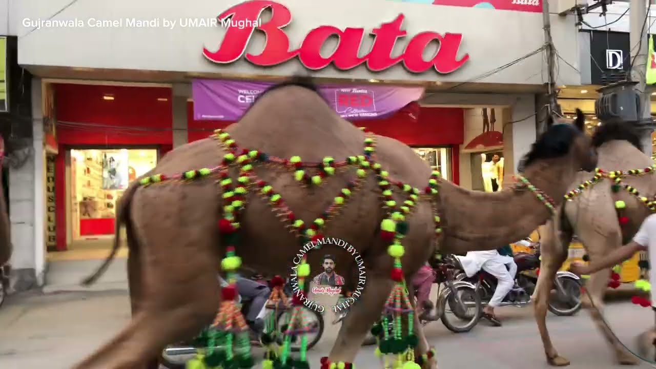 Camels Walk in Satellite Town Market Gujranwala ❤️ Qurbani 2023 Camels