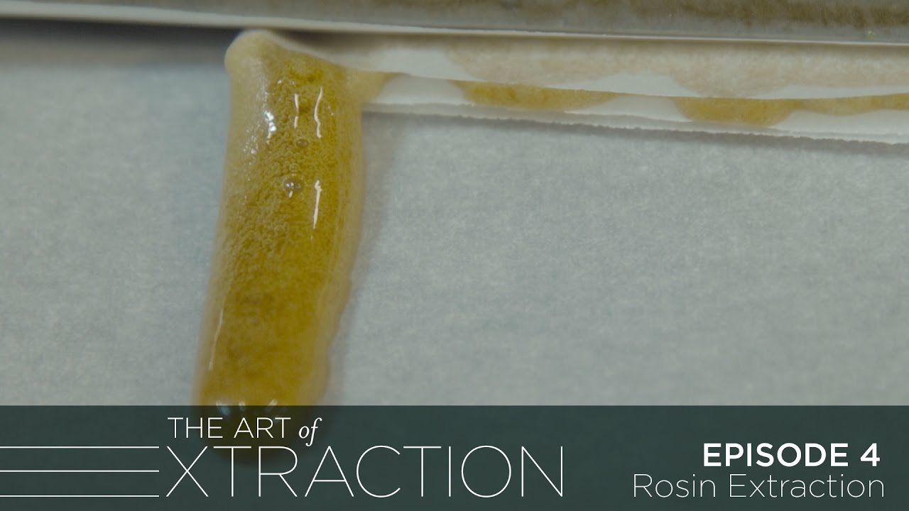 Rosin Extraction at Pioneer Nuggets: The Art of Extraction with Roxy Striar