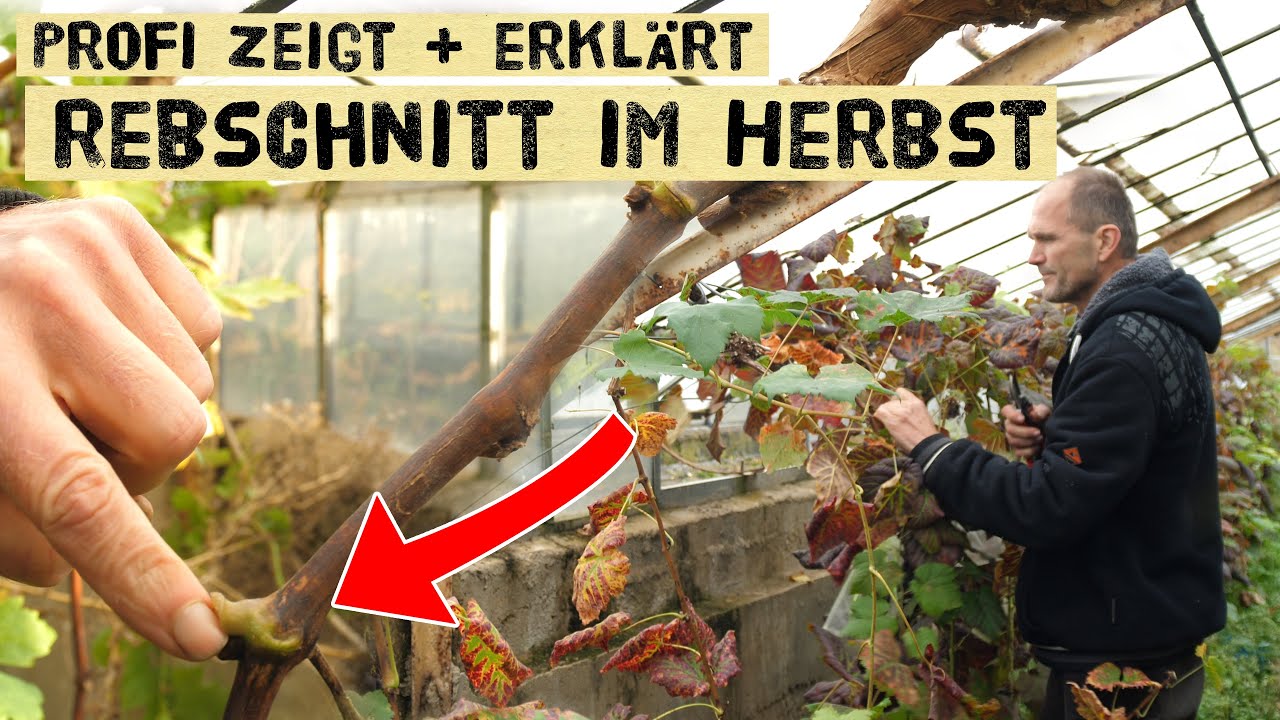 Wie schneidet man Trauben richtig? Weinrebenschnitt im Herbst - selber Weintrauben anbauen!