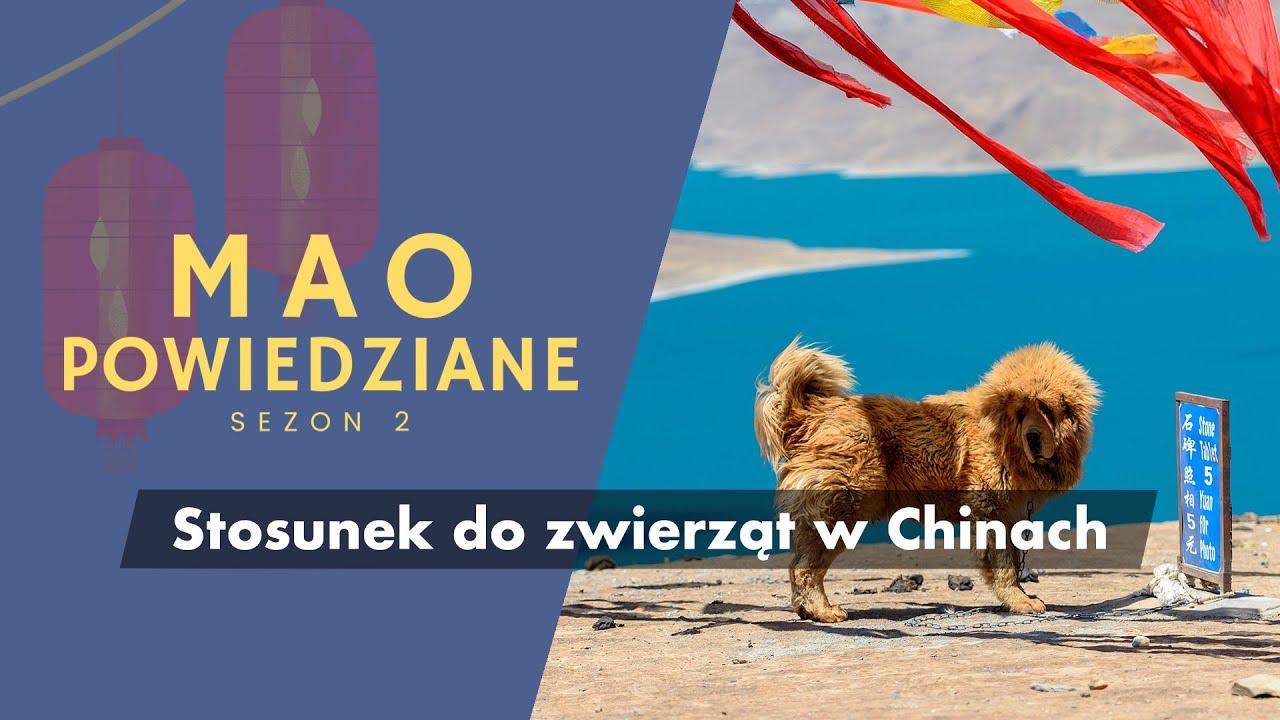 Mao Powiedziane #29 – Stosunek do zwierząt w Chinach