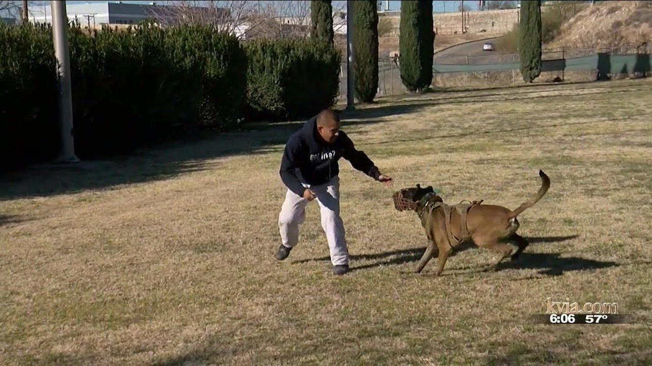 New K-9s added to El Paso Police force to take a bite out of crime