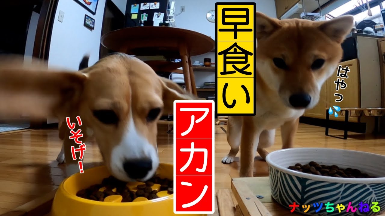 ビーグルの早食いを阻止せよ‼️食べにくいフードボウル大作戦の巻🐶