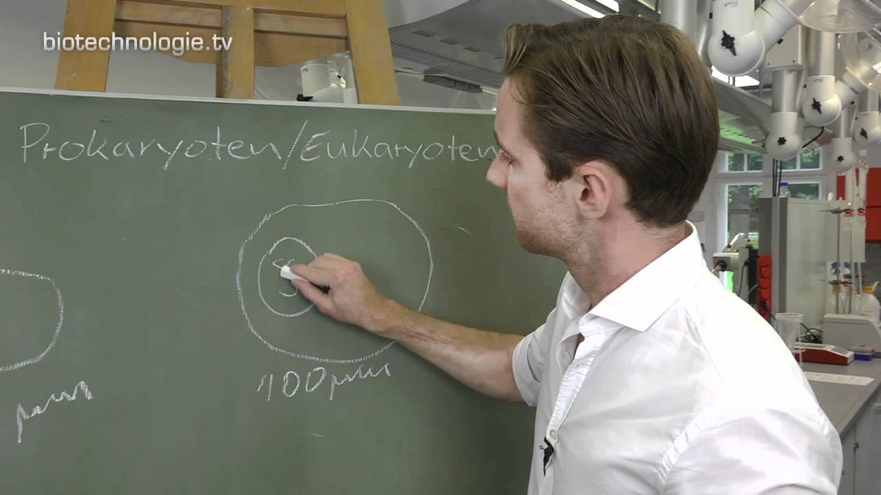 Kreidezeit 88: Prokaryoten / Eukaryoten