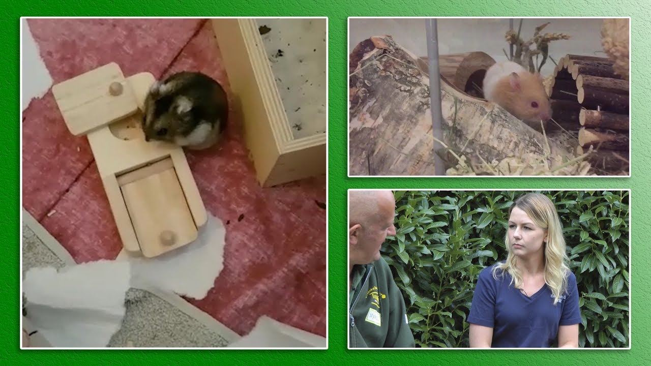 Hamsterhilfe NRW e.V. | TierheimTV unterwegs