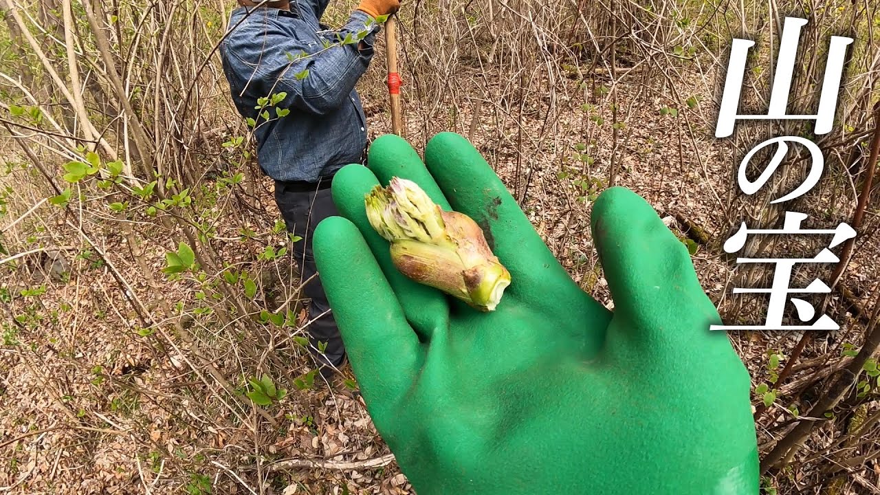 キツ過ぎる！魚籠屋の山菜採りに同行したら大変な事になった