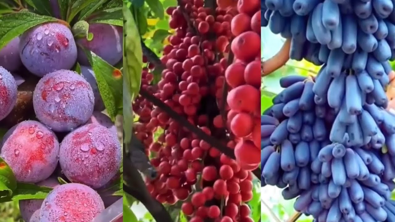 Enjoy beautiful nature with rural life | Farm fresh  🥑🥝🍉🌽#video#viral#fruit#nature#FresHGooD