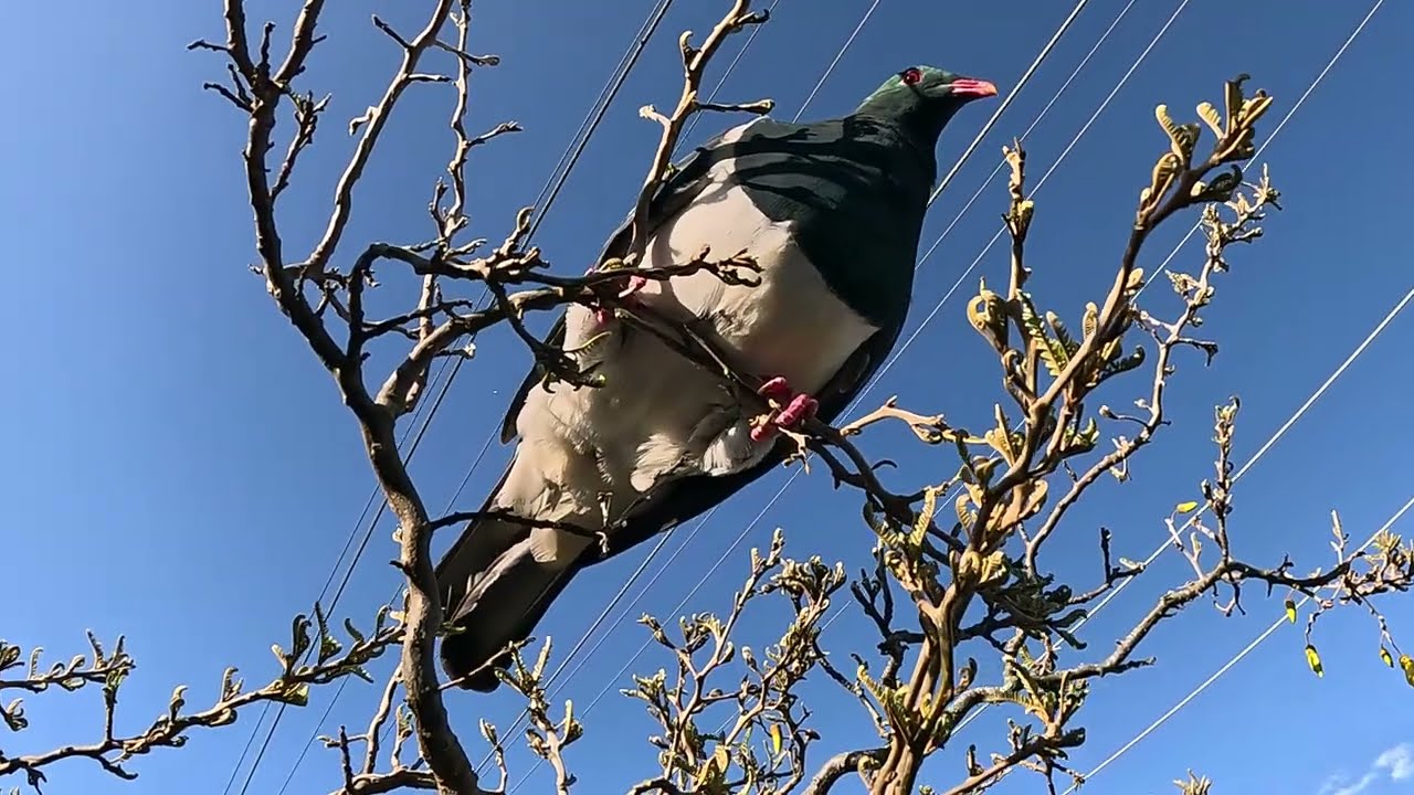 Wood Pigeon Extreme Close up