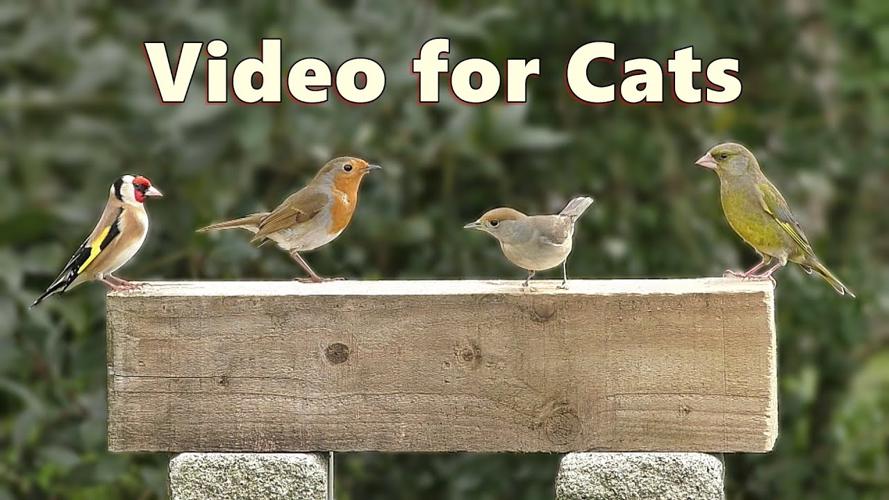 Backyard Birds for Cats to Watch ~ Video by Paul Dinning