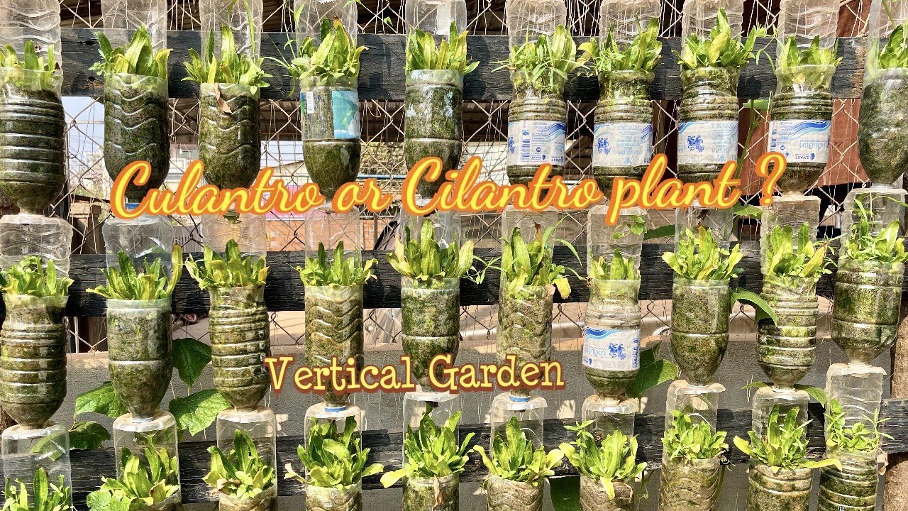 How To Grow Culantro Plant in Bottle || Growing Cilantro in Water Bottle || Vertical Garden Ideas