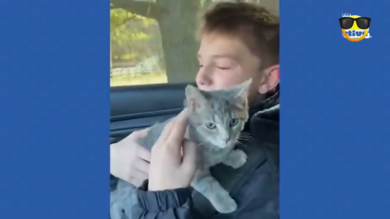 Ultimate LOLcats Compilation: 30 Minutes of Unforgettable Feline Fun