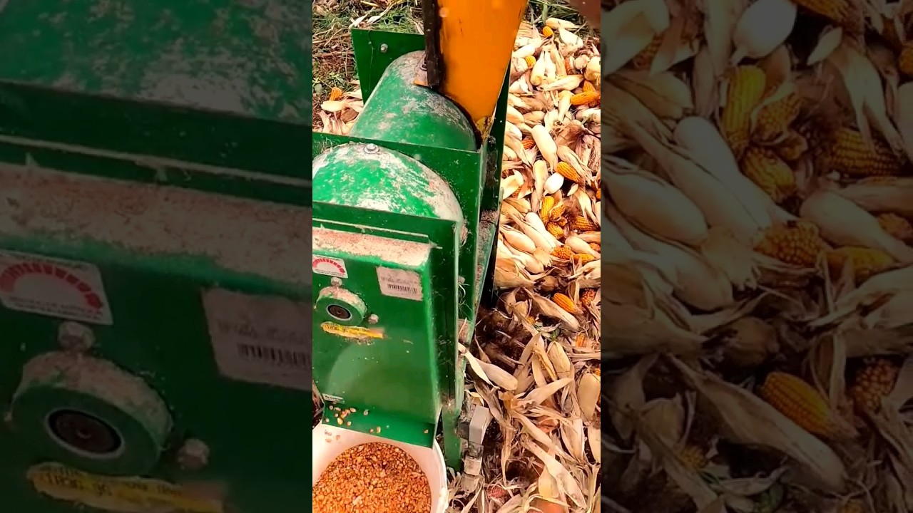 DEBULHADOR de MILHO 🌽 #agro #vidarural #ro&ccedil;a #sitio #milho #fazenda #campo #ch&aacute;cara #colheita