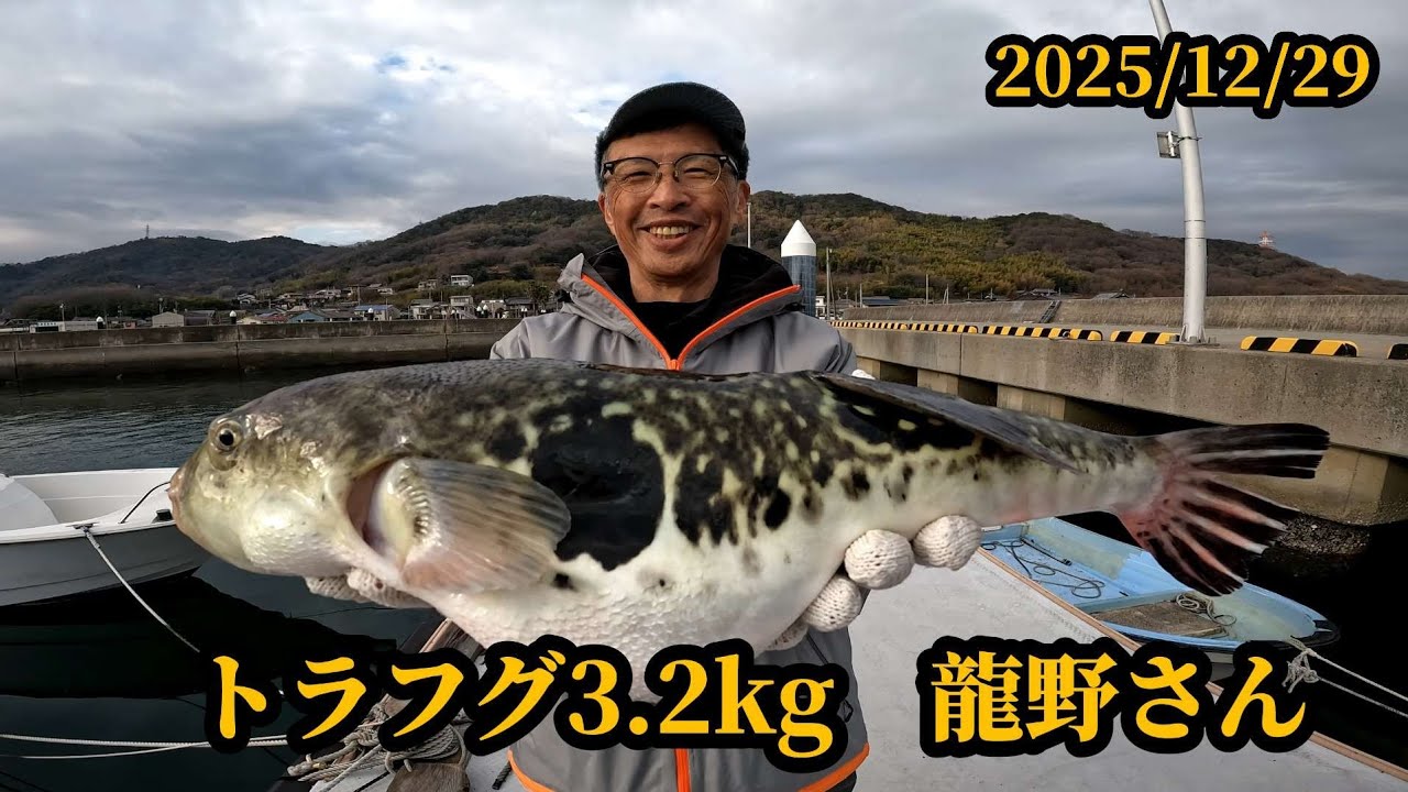 虎フグ・ショウサイフグ❗2025年12月29日