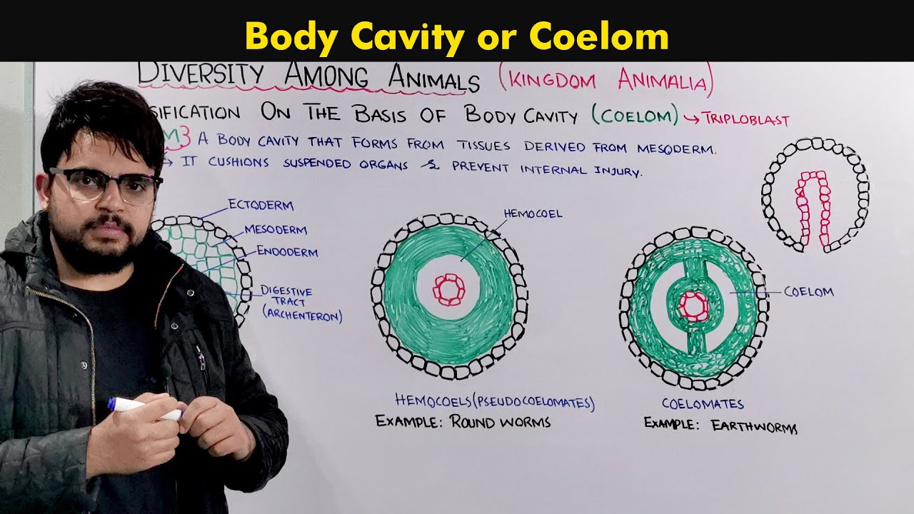 Understanding the Body Cavity (Coelom) In animals