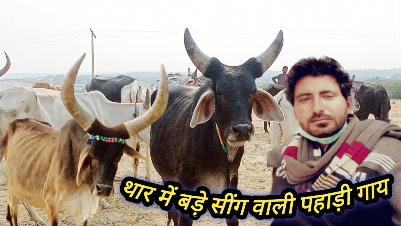 Cow Farming In Pakistan l Cow Farm l Cow Videos l Cow Mandi 