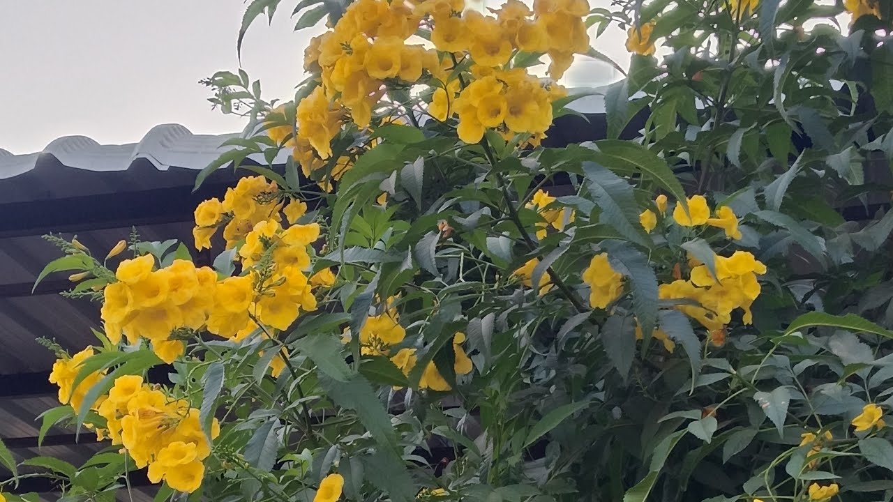 🤗🥰❤️गुड मॉर्निंग सभी लोगोंको❤️🥰🤗