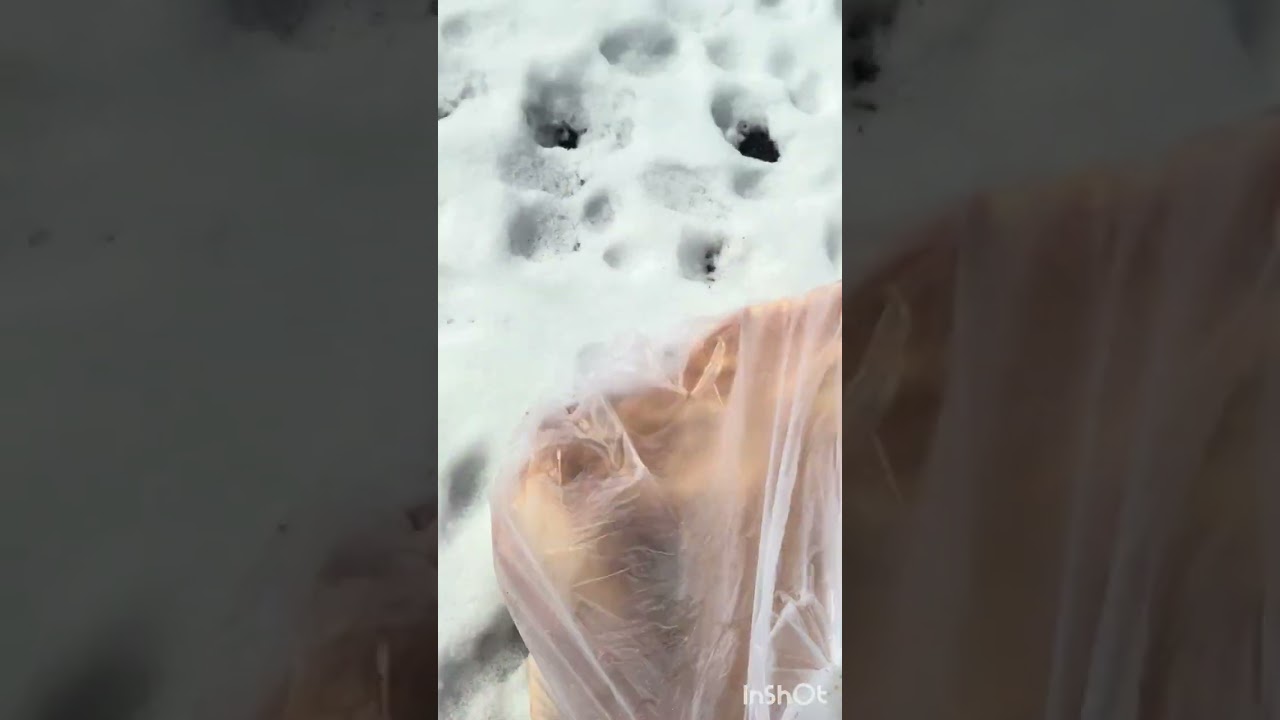 Zayıf anne biraz kavgacı çok aç kaldığı için yemek  bulamama hırsı var 