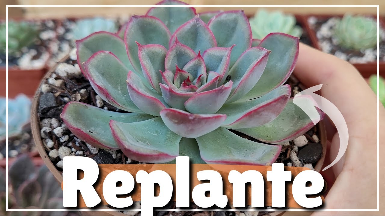 COMO ESTÃO AS SUCULENTAS NOVAS DECAPITADAS? replantando e montando berçário
