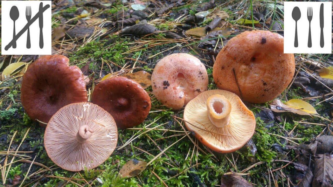 Por&oacute;wnanie : Mleczaj rudy&nbsp;(Lactarius rufus)&nbsp;vs Mleczaj rydz, rydz (Lactarius deliciosus)