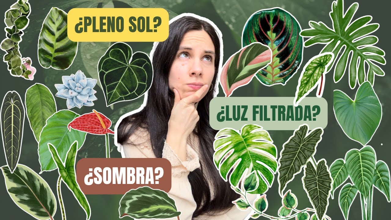 Cómo saber cuánta luz necesita tu planta 🌱☀️ Solo mirando sus hojas