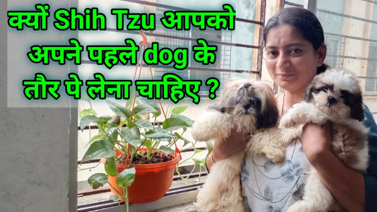 Cheapest puppies in Surat, Dog market with KCI paper | shih tzu puppies