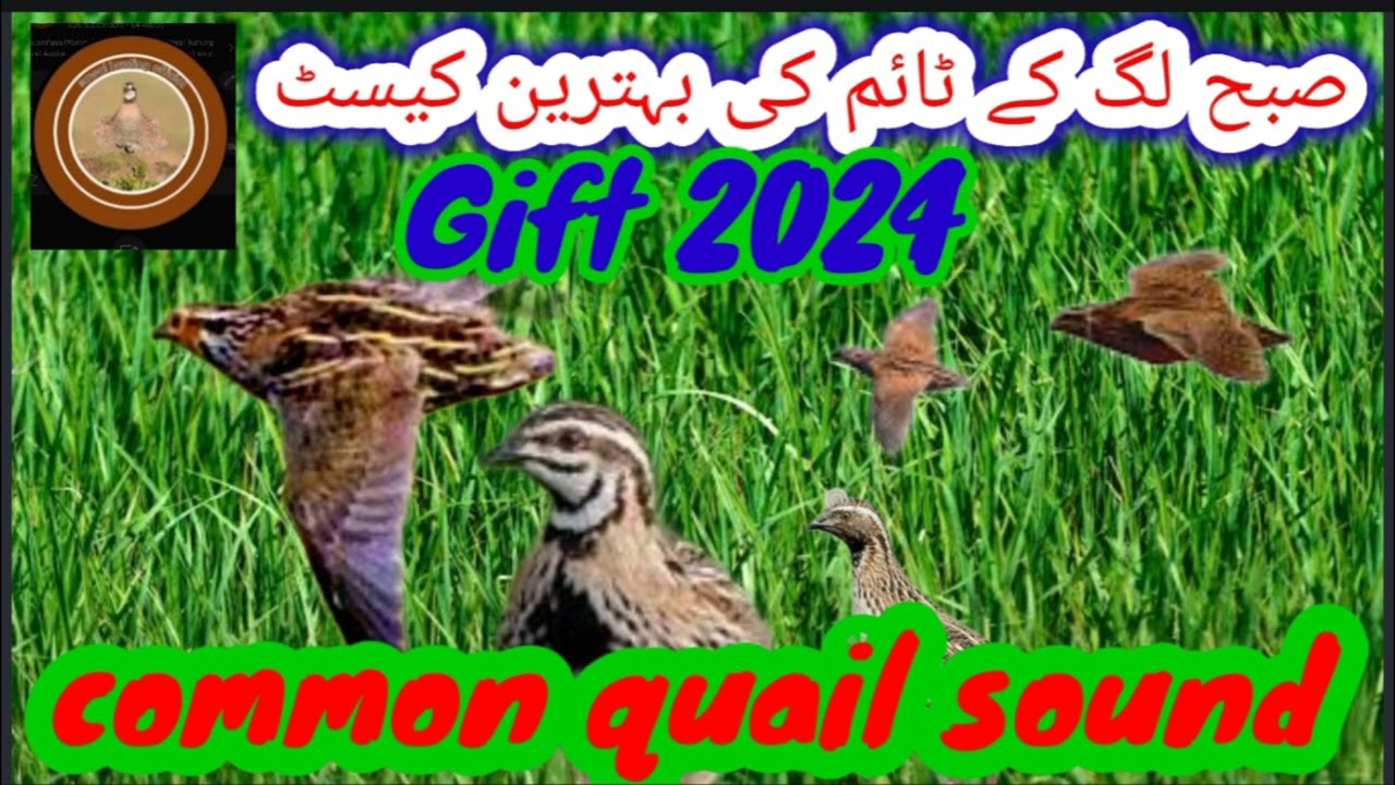 common quail sound mp3/batair ki awaz subah k liay/batair ka bolara@#sawalhunting-sn9vs