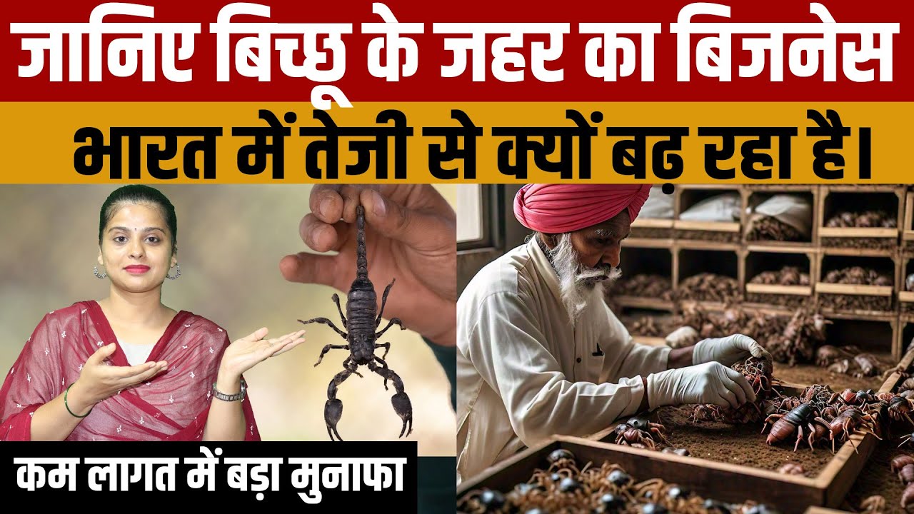 India Scorpion Venom Farming | जानिए बिच्छू के जहर का बिजनेस भारत में अचानक तेजी से क्यों बढ़ रहा है