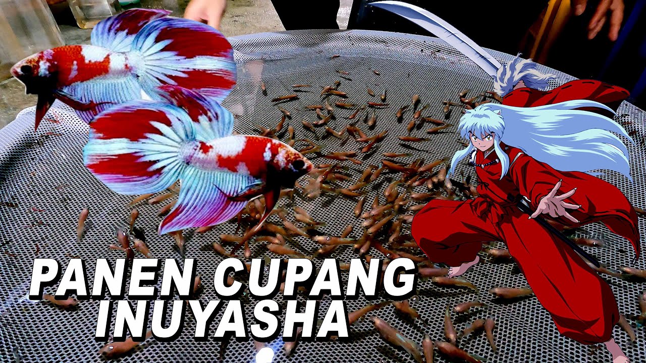 PANEN CUPANG INUYASHA