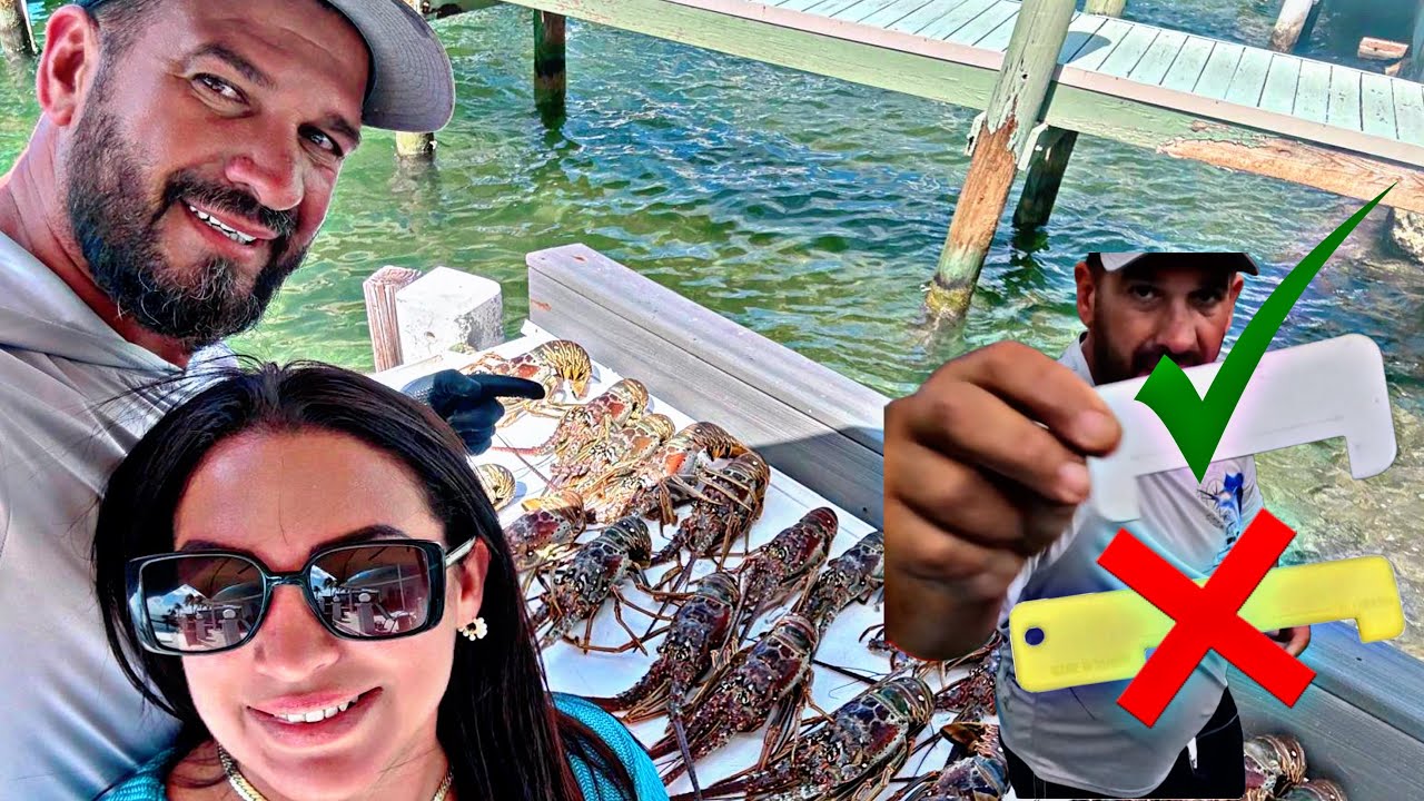 mini season de langosta 2024 fue toda una locura en los cayos de la florida captura/limpieza/cocina