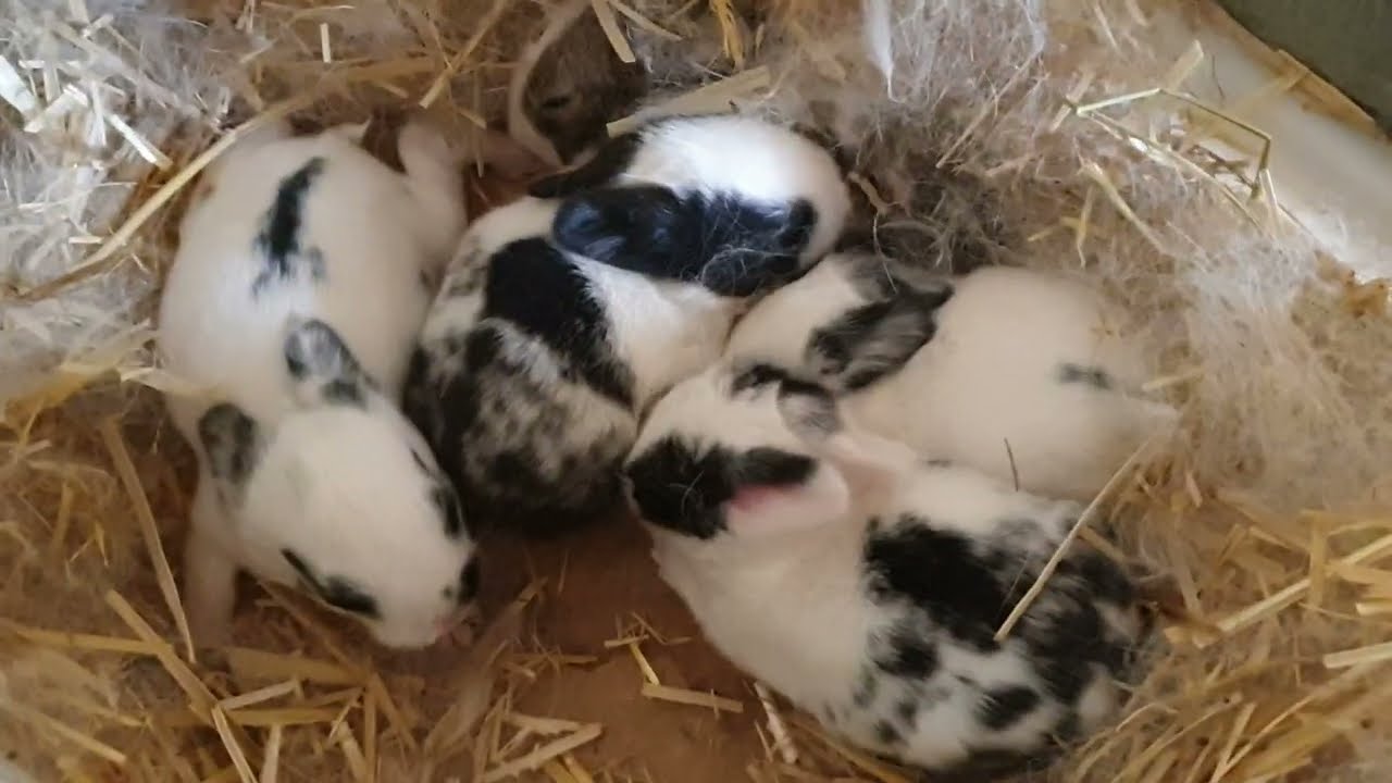 كيف تتعامل مع الارنبة عندما تنفر صغارها 🐰👌