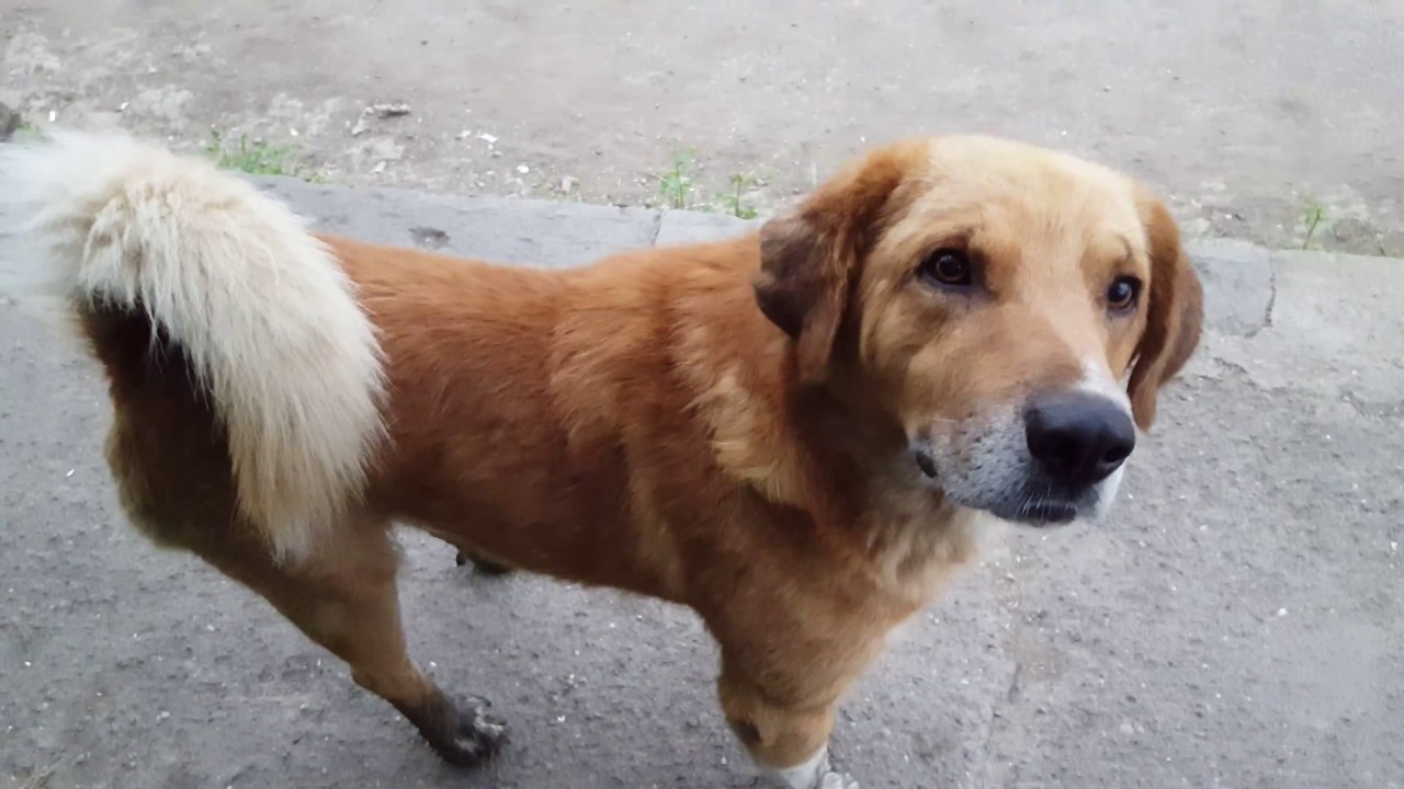 Funny Dog Video 2016 / Смешная собака Видео 2016