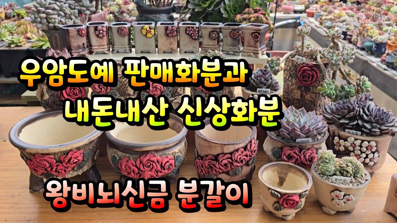 우암도예 판매화분과 내돈내산 신상화분 #succulent #다육 #다육이 #다육식물 #다육하우스