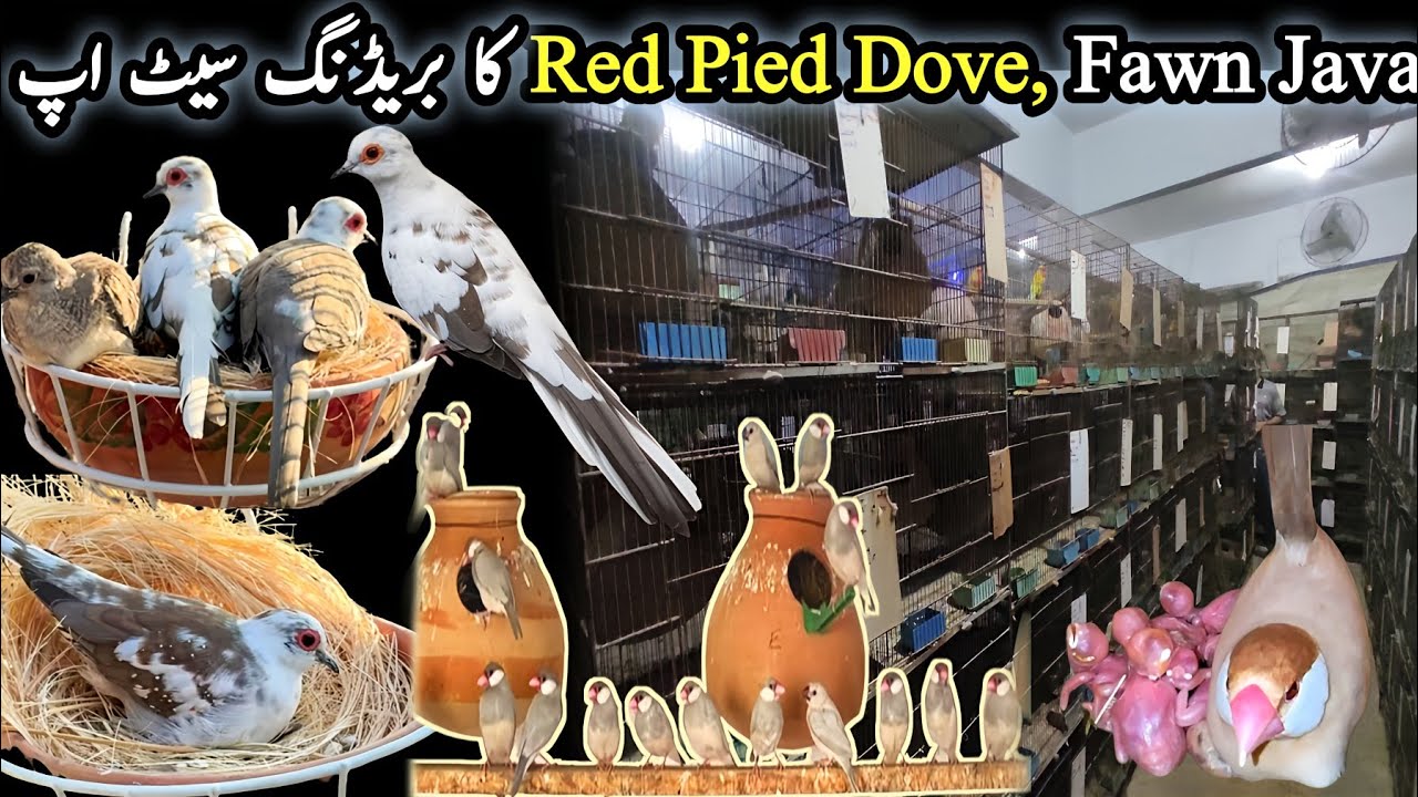Red Pied Dove , Fawn Java Silver Java Breeding Setup Visit @SYEDBIRDS