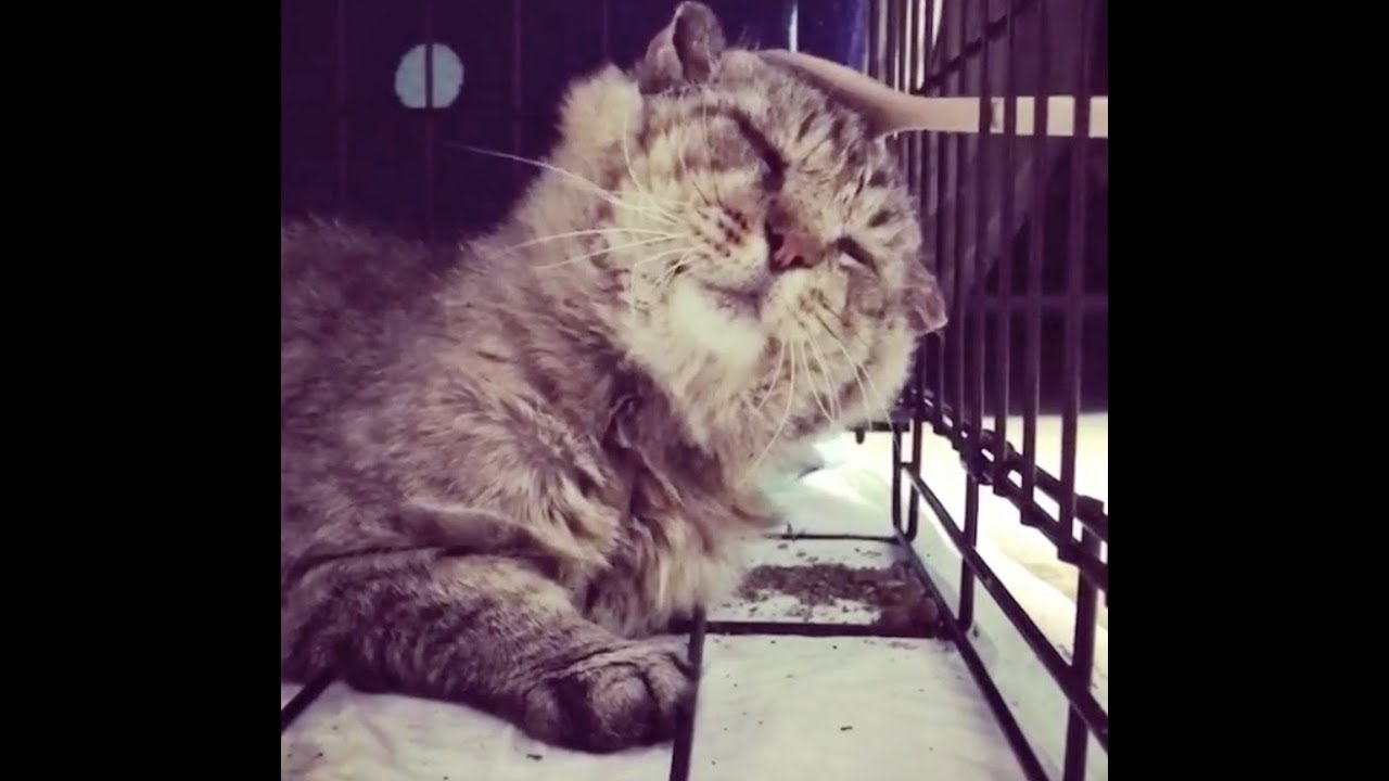 Street cat finds love after living most of his life as a feral