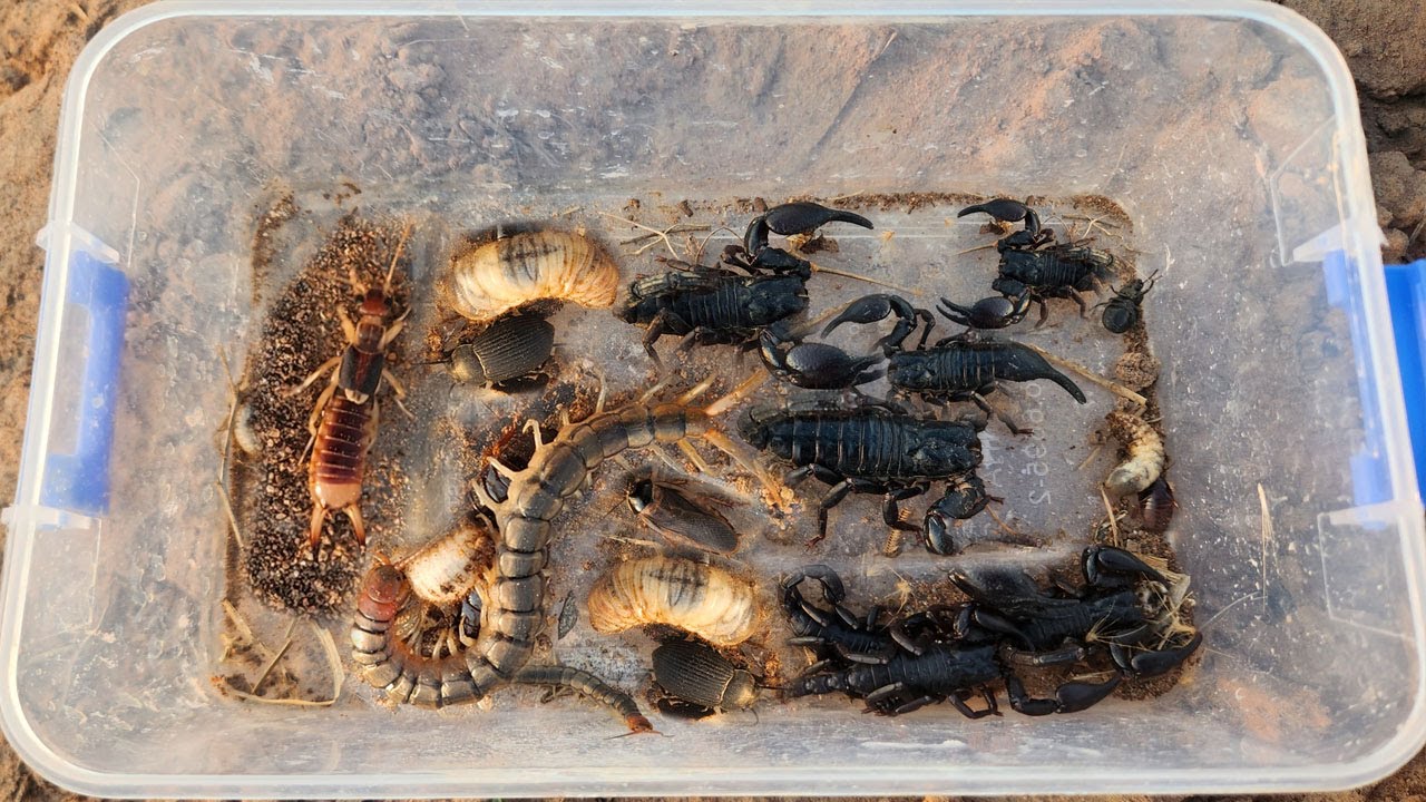 Catch Dangerous Scorpions, Beetle Larvae, Centipedes & more insect at farm