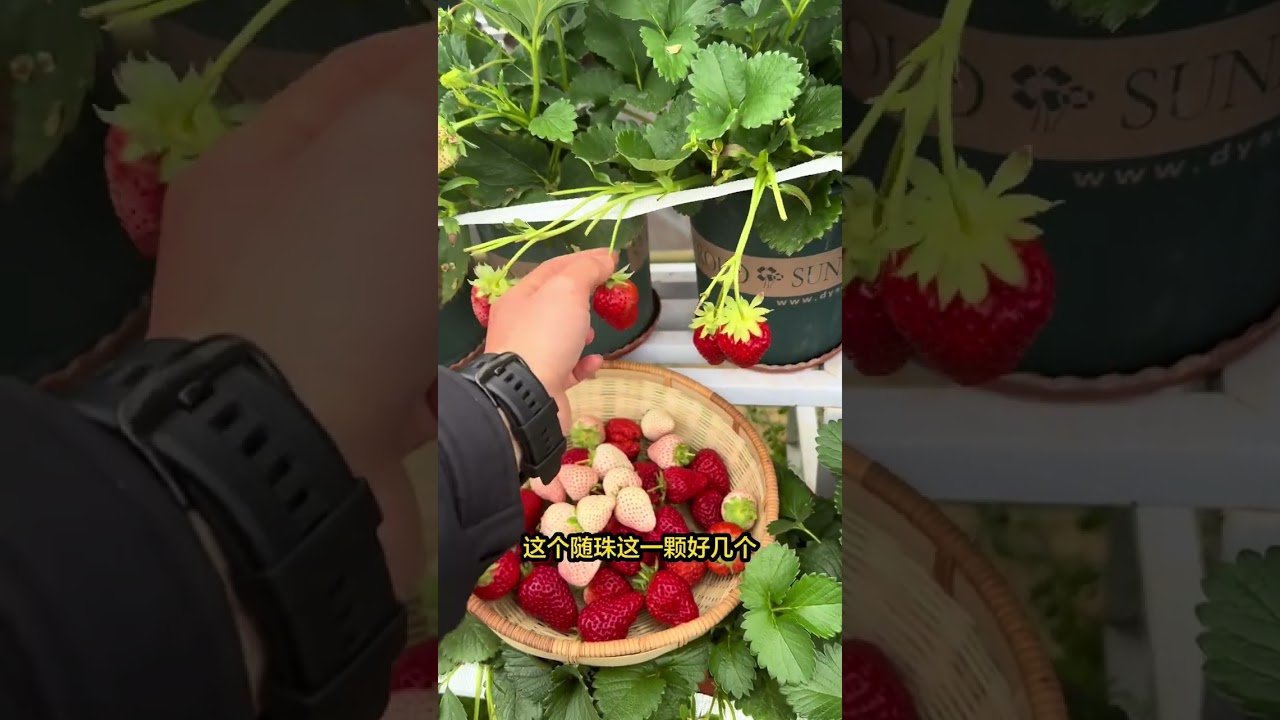 Pick the home-style potted strawberries when they are ripe#Strawberry#Home planting#The