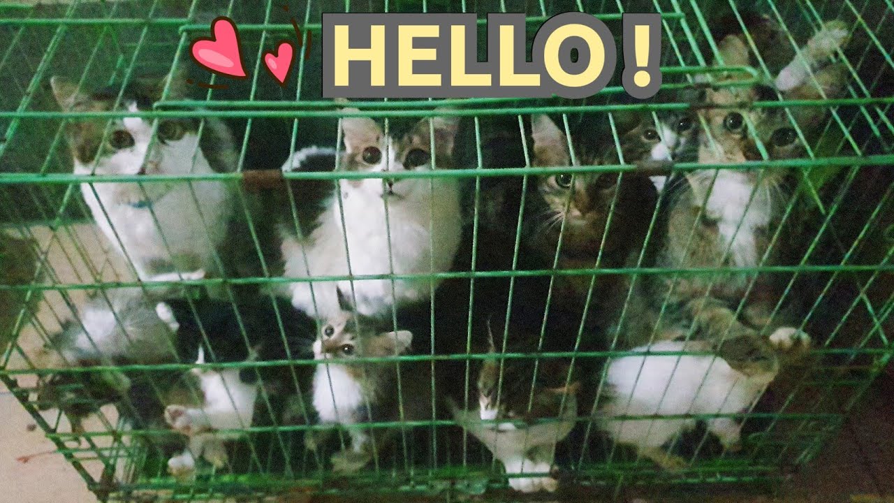 PELIHARA BERAPA BANYAK KUCING DI RUMAH? COBA HITUNG SENDIRI AJA! KUCING GEMOY! MY CAT'S DAILY LIFE