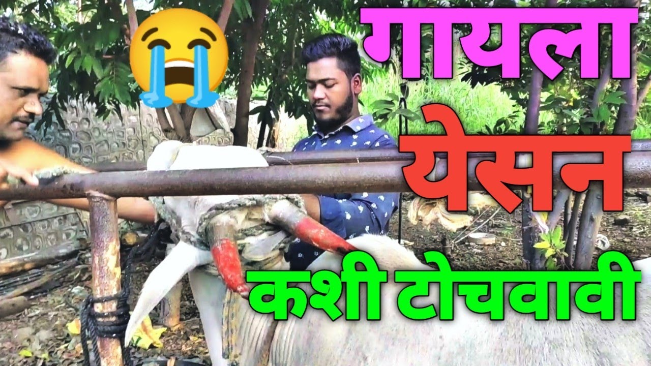 गायला येसन कसी तोचवावी.@Jalindarsabalevlogs