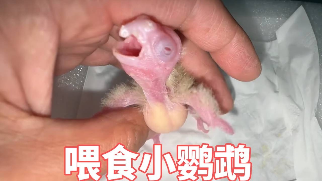 养小鹦鹉的日常，每俩小时一次喂食小鹦鹉，看着它张嘴的样子心都化了。【蒙面鸟哥】