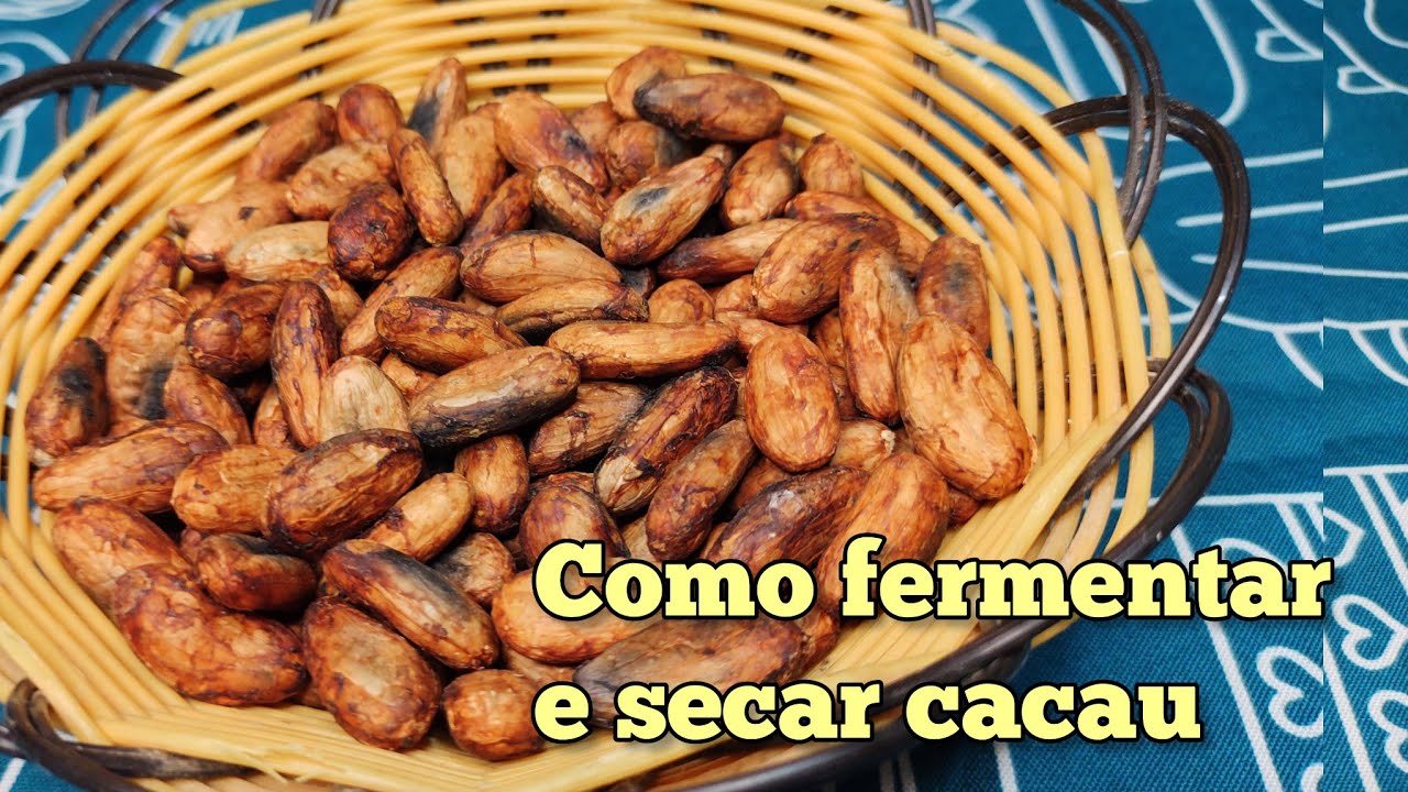 Como fermentar e secar cacau para fazer chocolate ou cacau em pó | Vanuza Santos