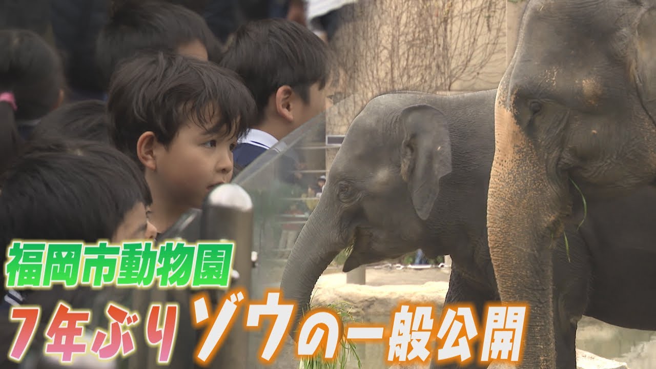 ゾウの一般公開が始まる　福岡市動物園では7年ぶり　ゾウ舎は高低差13メートルで迫力ある姿を観察