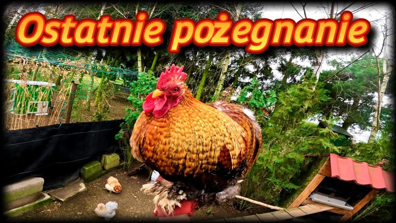 #chicken 🐓 Żegnam się z kurkami