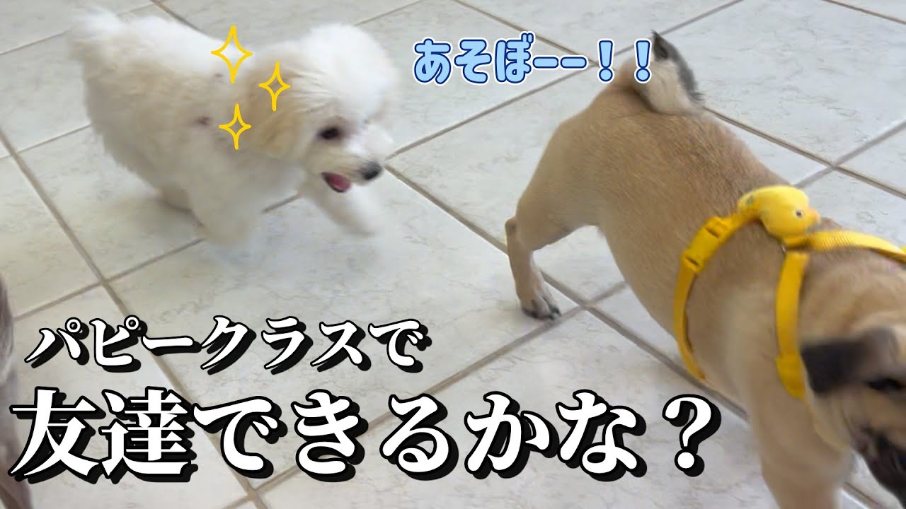 【成長記録】子犬だらけのしつけ教室で初めてのお友達出来るかな？【ビションフリーゼ子犬】